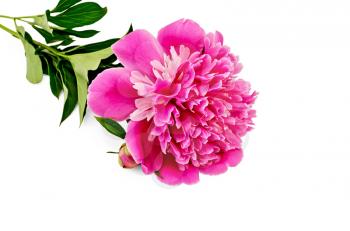 Pink peony with green leaves on a stem isolated on white background
