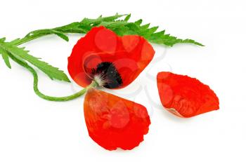 Poppy red with torn petals and green leaves isolated on white background