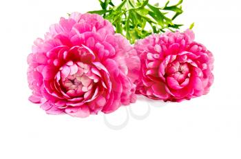 Two pink flower of ranunculus with green leaves isolated on white background