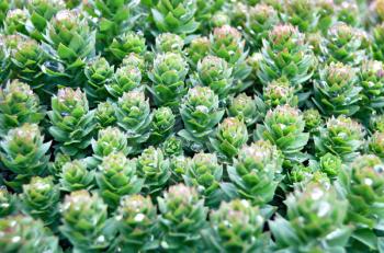 The texture of the plant Rhodiola Rosea with water drops