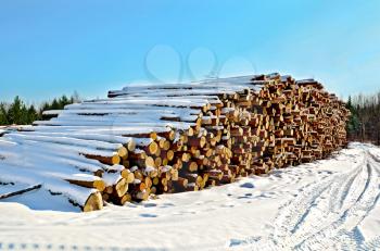 A stack of timber in the winter on a background of trees, green pine trees and blue sky on a sunny day