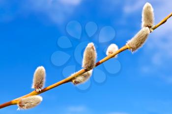 Willow twig with a furry catkins against the blue sky and white clouds