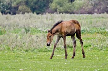 Brown foal with white and black spots on the meadow