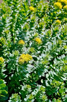 The texture of the plants and flowers Rhodiola Rosea