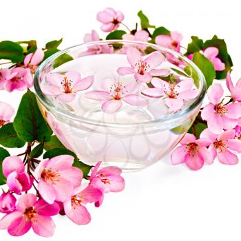 Pink apple flowers in a glass bowl with water, isolated on white background
