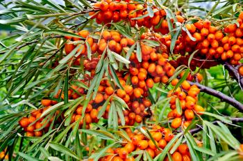 Branch with berries of sea buckthorn and green leaves on a background of grass and sky