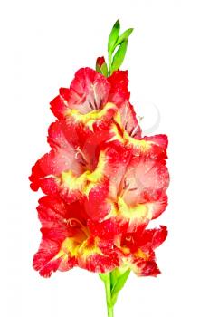 Stem with flowers of red and yellow gladiolus isolated on white background