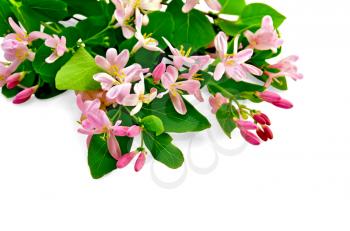 Sprigs of honeysuckle with pink flowers and green leaves isolated on white background