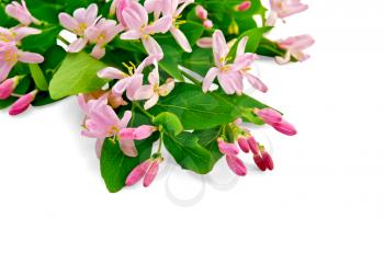 Bouquet of honeysuckle branches with pink flowers and green leaves isolated on white background