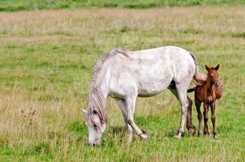Grazing white horse and a bay colt on green grass