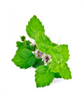 Sprig of green mint with flowers isolated on white background