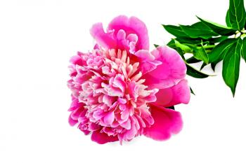 Peony pink with green leaves on a stem isolated on white background