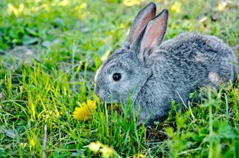 Gray rabbit with a dandelion on a background of green grass