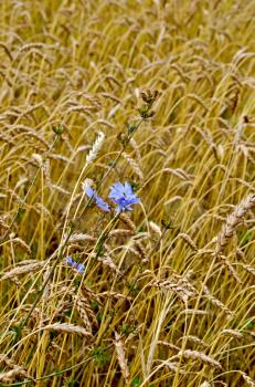 Blue flowers of chicory in a background of wheat ears