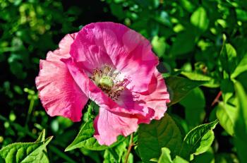 Pink large poppy on a background of green foliage