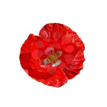 One red poppy with white middle isolated on a white background