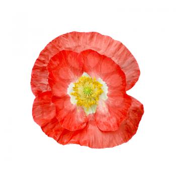 One red poppy with white middle and yellow stamens isolated on white background