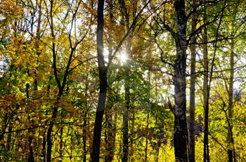 Autumn forest with yellow leaves of the trees, the sun shines through the branches, sky