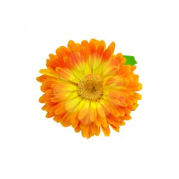 Calendula yellow and orange terry with green leaf isolated on white background