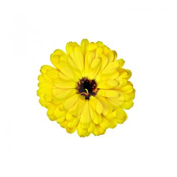 Calendula yellow terry with dark heart isolated on white background