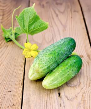 Cucumbers with yellow flowers and green leaves on the background of wooden boards