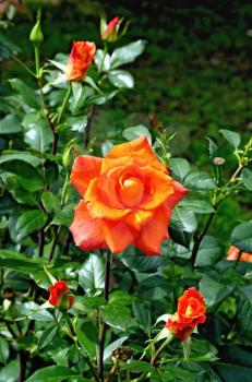 Blooming orange rose on a background of green grass
