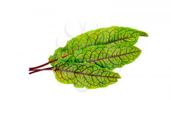 Three leaves of sorrel green with red veins isolated on white background