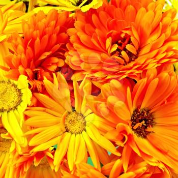 Texture of yellow and orange flowers of calendula
