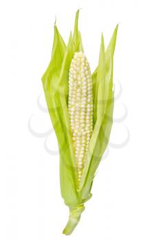 Corn on the cob with purified shell isolated on white background