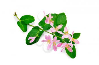 Honeysuckle sprig with pink flowers and green leaves isolated on white background