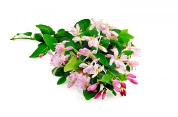 Lush honeysuckle branches with pink flowers and green leaves isolated on white background