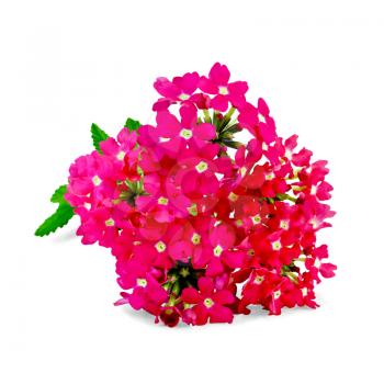 Verbena pink with green leaf isolated on white background