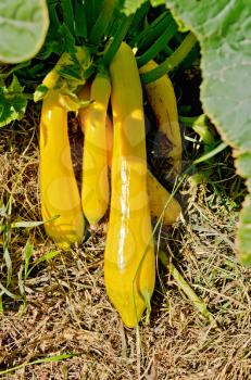 Bunch of yellow squash with green leaves on a background of brown grass
