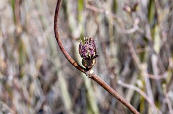 Alder twig with dissolve buds on a background of brown twigs
