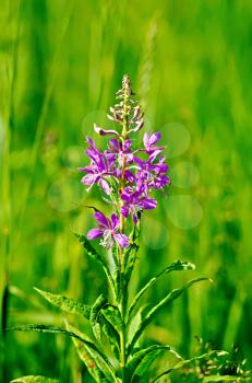 Pink fireweed flower on a background of green grass