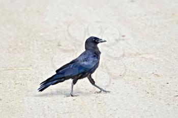 Black jackdaw on a background of river sand