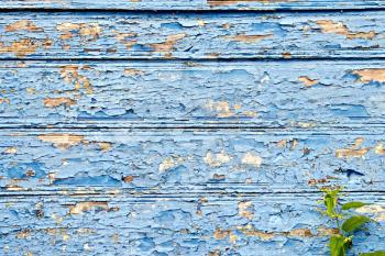 The texture of the old boards with peeling blue paint, nettle
