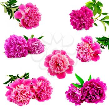 Set of pink peonies with green leaves isolated on white background
