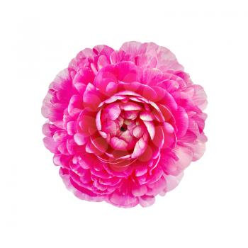 One pink flower ranunculus isolated on white background