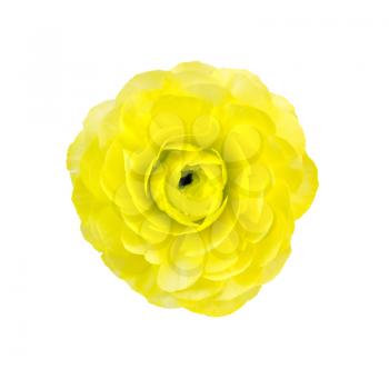 One yellow flower ranunculus isolated on white background