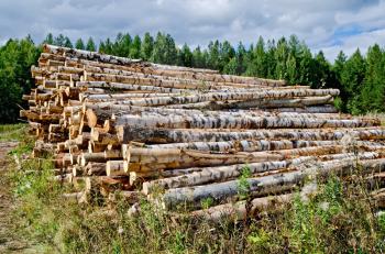 Pile of harvested wood from birch, pine, aspen on background of green forest and blue sky