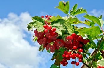 Bunches of ripe red berries of viburnum on a branch with green leaves on a background of blue sky