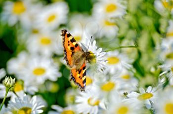 Orange butterfly feeds on nectar from a flower chamomile
