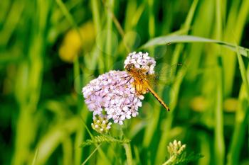Orange dragonfly on pink flower on a background of green grass