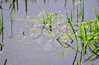 White flowers of Hydrocharis on a background water and grass