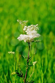 White meadowsweet flower on a background of green grass