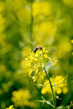 Yellow flower of colza with bee on a yellow background field