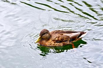Wild brown duck swims in the pond water