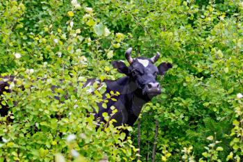 Black and white cow standing in the woods among the green foliage
