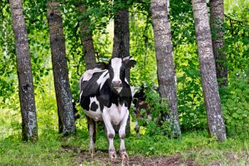 Black and white cow standing among the trees in the forest